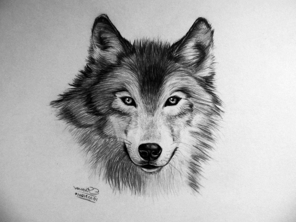 Wolf Eye Sketch at PaintingValley.com | Explore collection of Wolf Eye ...