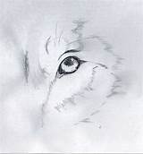 160x172 Wolf Eye Drawings In Pencil. Wolf Eye Pencil Drawing By Naturaicon - Wolf Eye Sketch