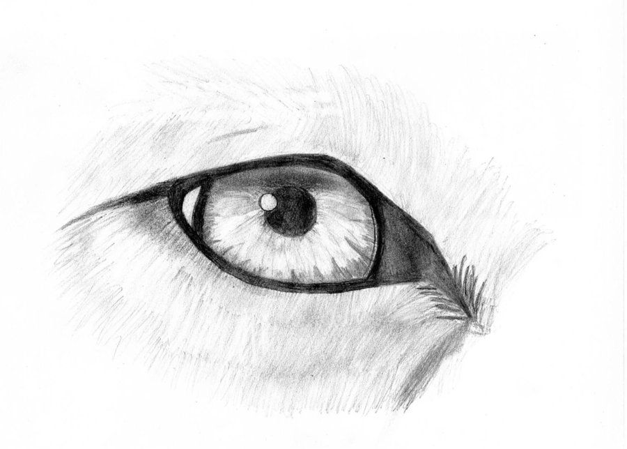 900x644 Wolf Eye Sketch By Blackwarrior335 Wolf Sketches - Wolf Eye Sketch