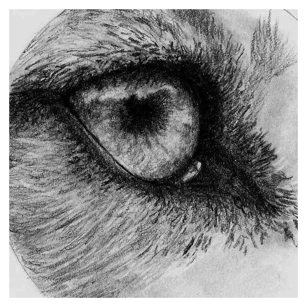 600x600 Wolf Eye, Sketch By Me Liked On Polyvore Featuring Beauty - Wolf Eye Sketch