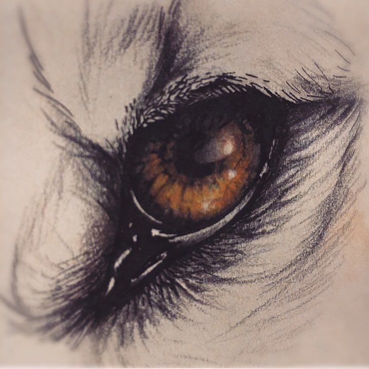 718x718 Wolf Eye Sketch I Have Openings This Week Text Me To Set Something - Wolf Eye Sketch
