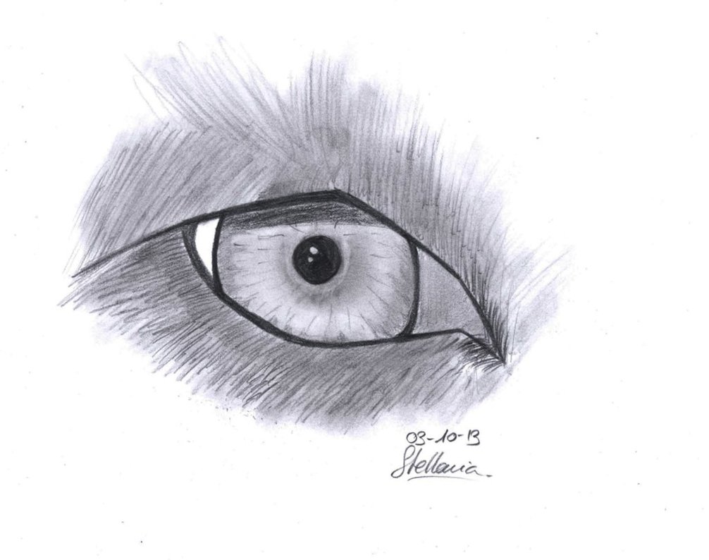1006x794 Wolf Eye Sketch By Stellaria Graphie - Wolf Eye Sketch
