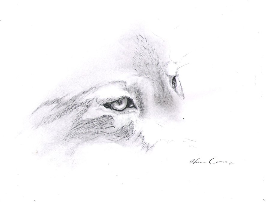 900x679 Wolf Eyes Sketch By Bloodyvampire18 - Wolf Eye Sketch
