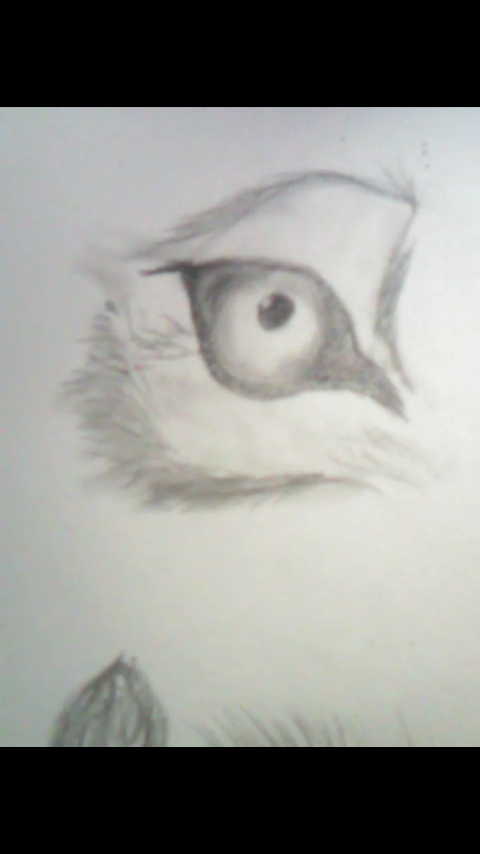 480x854 Wolf Eye Sketch - Wolf Eye Sketch