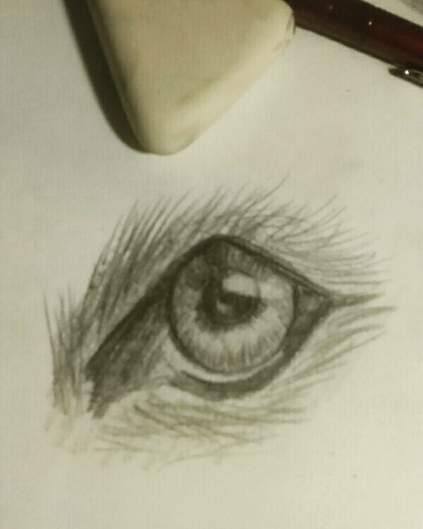 600x750 Wolf Eye Sketch - Wolf Eye Sketch