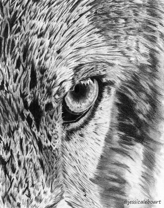 530x673 Close Up Of A Wolf Eye Drawn In Graphite. - Wolf Eye Sketch