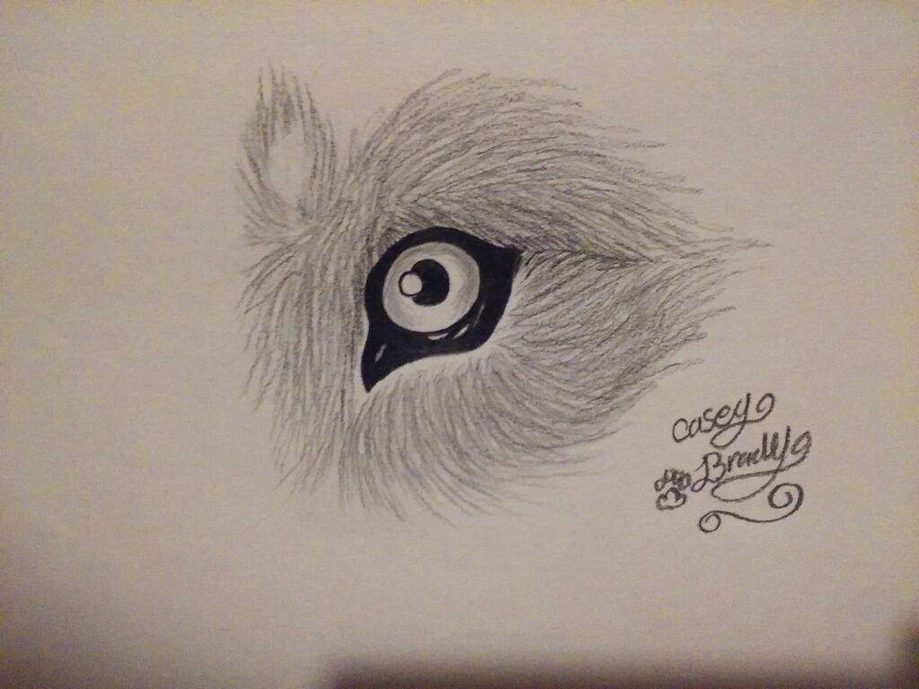 1024x768 Eye Of A Wolf Art Amino - Wolf Eye Sketch