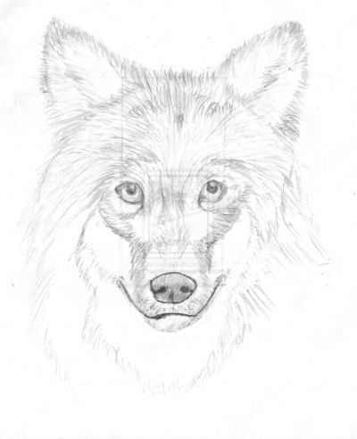 400x492 Phiatwings Wolf Face Sketch Finished Wood Burning - Wolf Face Sketch