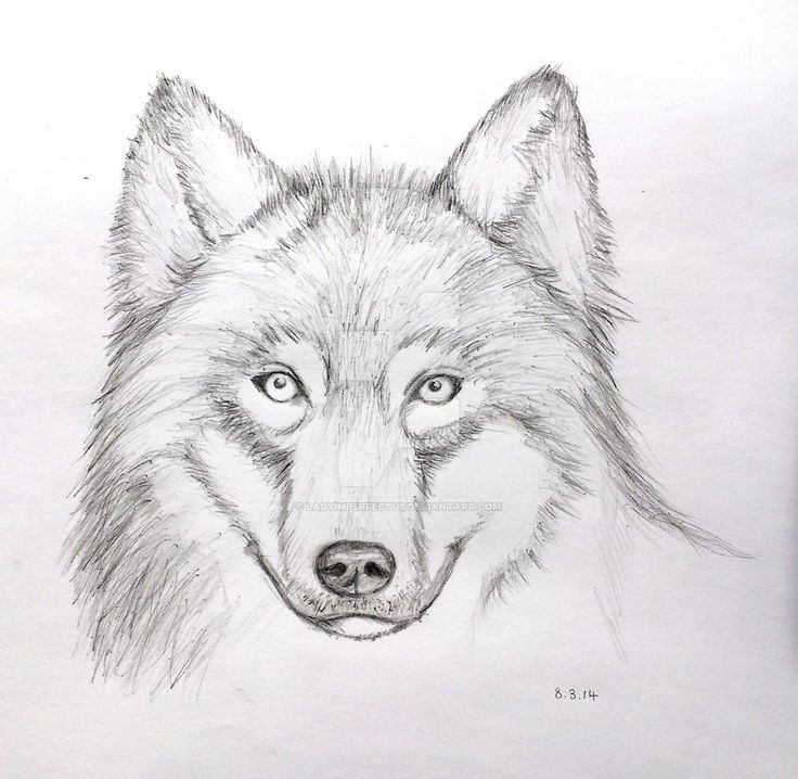 Orasnap Easy Half Wolf Face Drawing