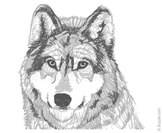 550x450 Step By Step Instructions For Beginners To Draw A Wolf - Wolf Face Sketch