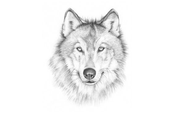 Wolf Face Sketch At Paintingvalley Com Explore Collection Of Wolf Face Sketch