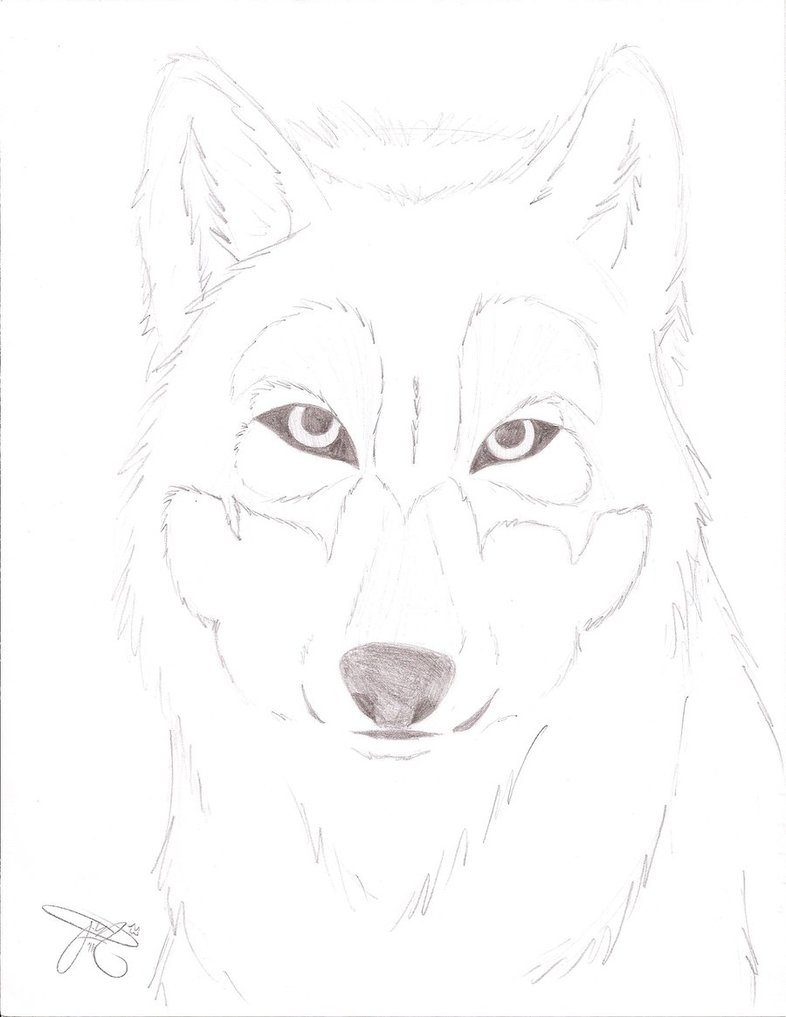 Wolf Face Sketch at PaintingValley.com | Explore collection of Wolf ...