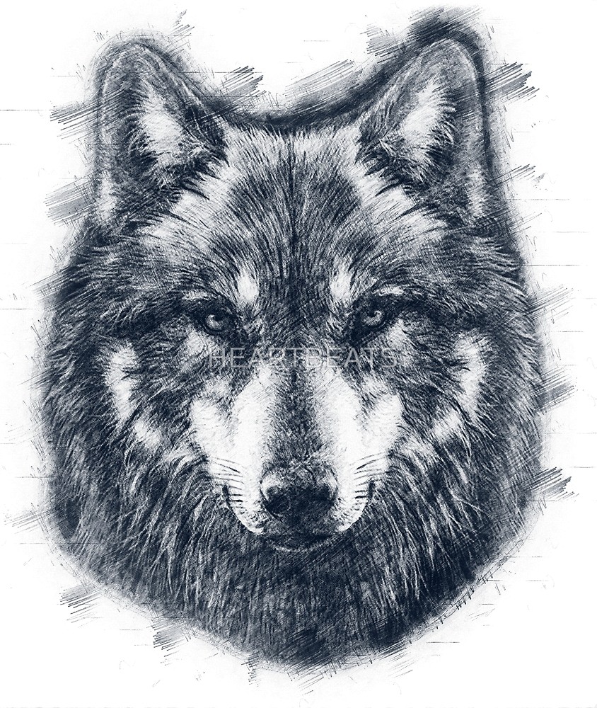 Волк рисунок простой (44 фото)