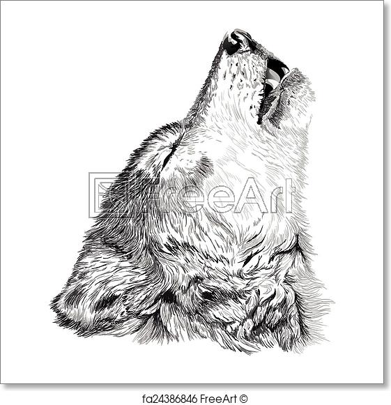 561x581 Free Art Print Of Wolf Howls Sketch. Vector Portrait Of Angry Wolf - Wolf Face Sketch