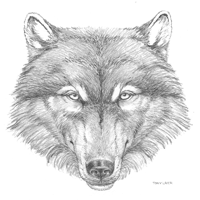 200x200 Leathercraft Library - Wolf Head Sketch