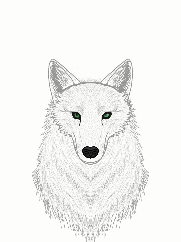 720x960 Realistic Wolf Head Sketch Wolf Amino Amino - Wolf Head Sketch