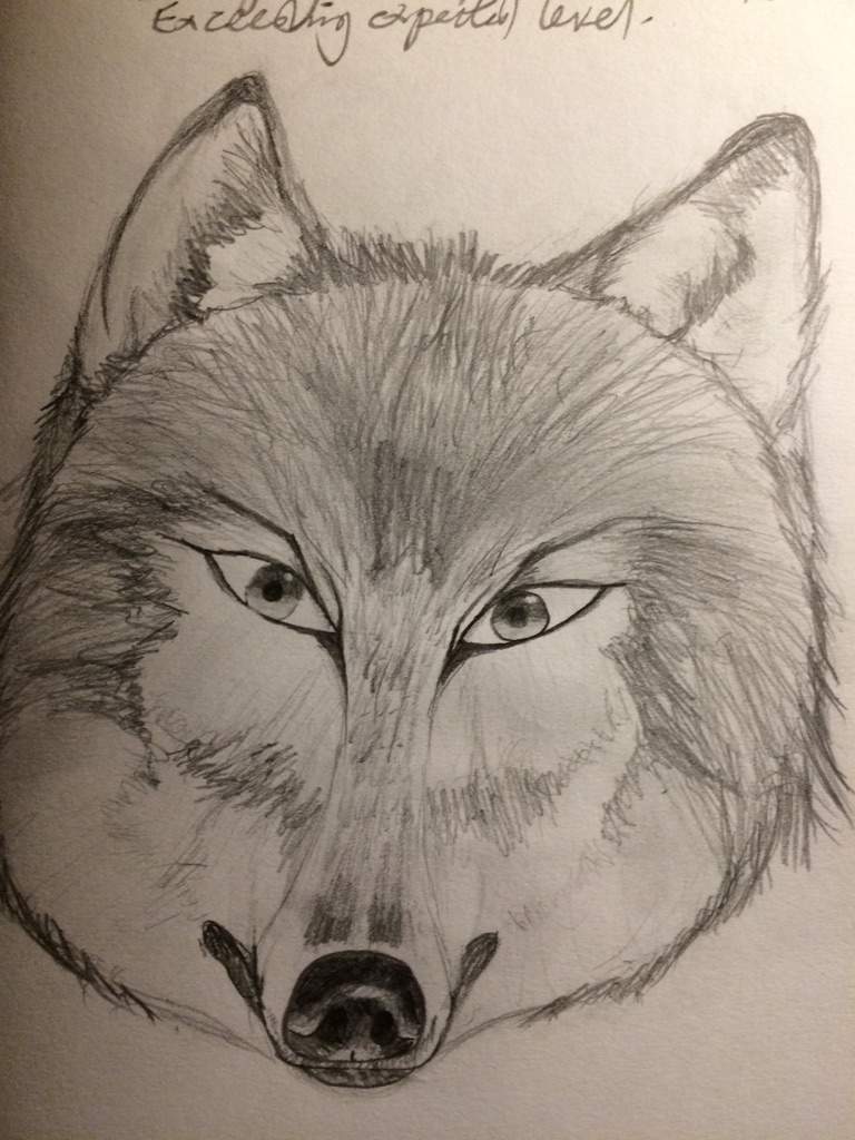 768x1024 Wolf Head Drawing! Art Amino - Wolf Head Sketch