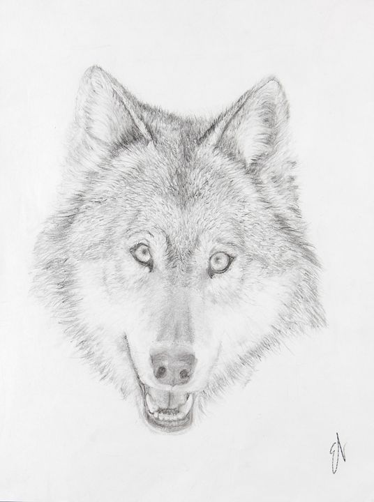 536x720 Wolf Head Drawing - Wolf Head Sketch