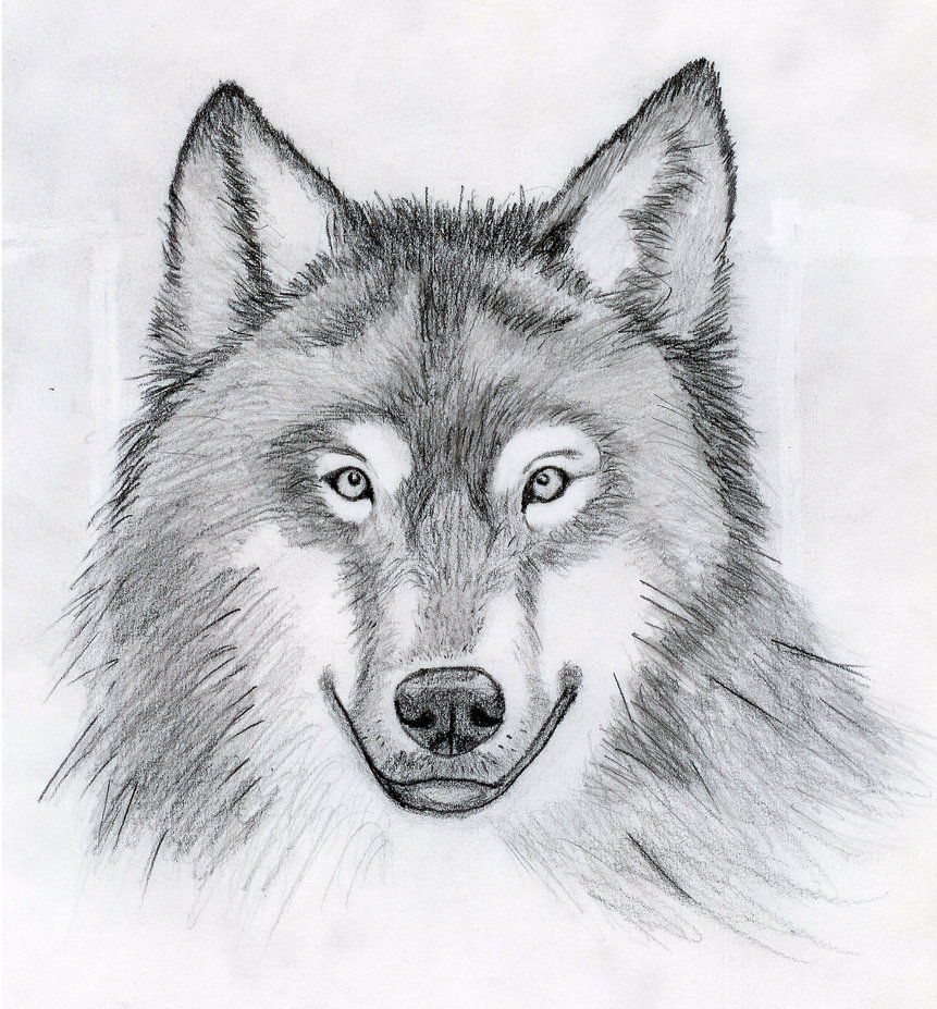 861x927 Wolf Head Sketch Art - Wolf Head Sketch