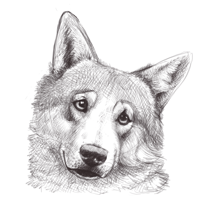 687x666 Wolf Head Sketch By Firequill - Wolf Head Sketch