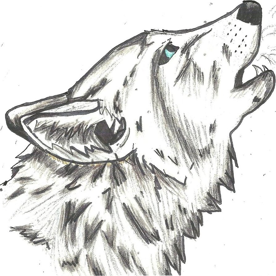 Wolf Head Sketch At Paintingvalleycom Explore Collection