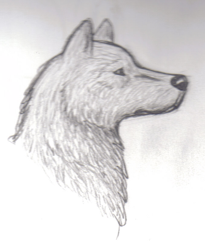 Wolf Head Sketch at PaintingValley.com | Explore collection of Wolf ...