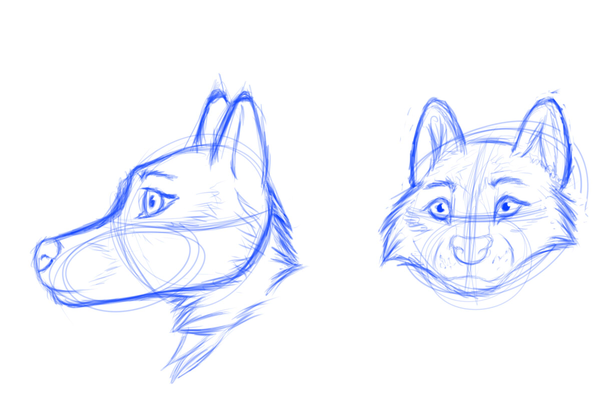 1229x806 Wolf Head Sketches Weasyl - Wolf Head Sketch