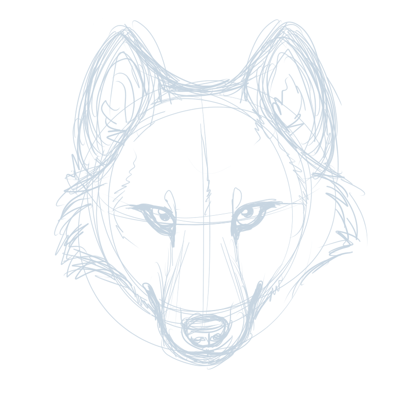 800x800 Gallery For Gt Drawings Of A Wolf Head Wolves And Other Things Of - Wolf Head Sketch