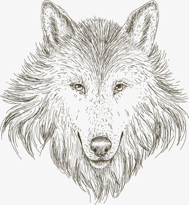 650x705 Hand Painted Sketch Wolf Head, Sketch Vector, Wolf Vector, Head - Wolf Head Sketch