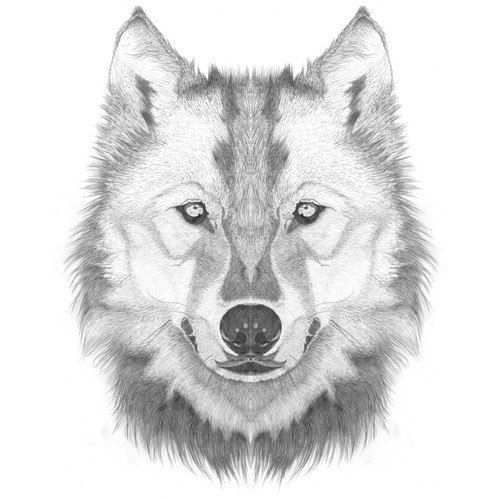 500x499 How To Draw A Wolf Head Step By Step Lesson - Wolf Head Sketch