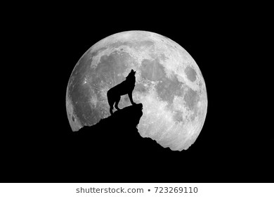 390x280 Photos Pictures Of Wolves Howling At The Moon, - Wolf Howling At Moon Sketch