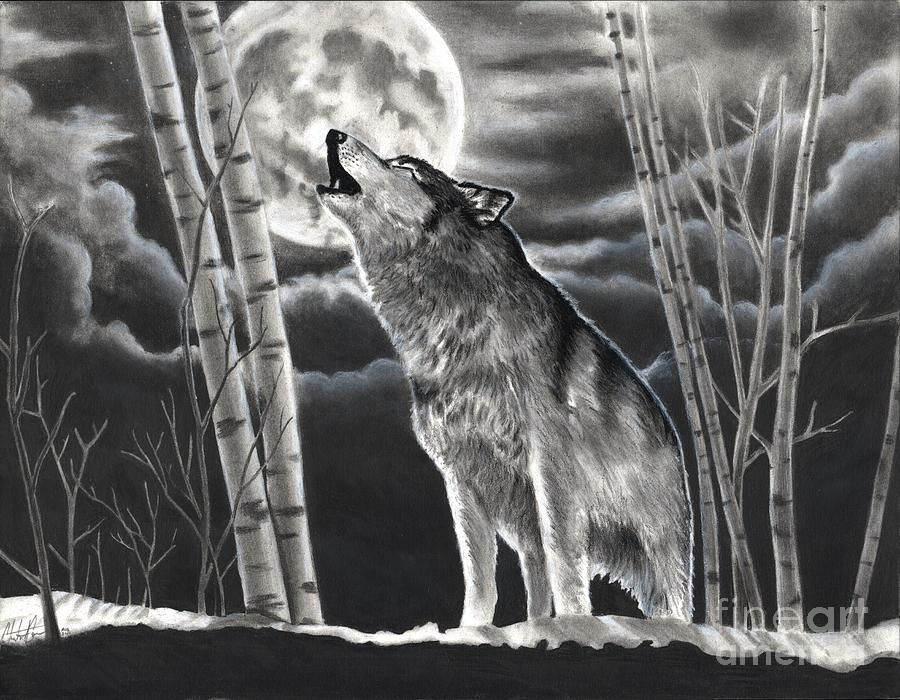 Wolf Howling At Moon Sketch at Explore collection