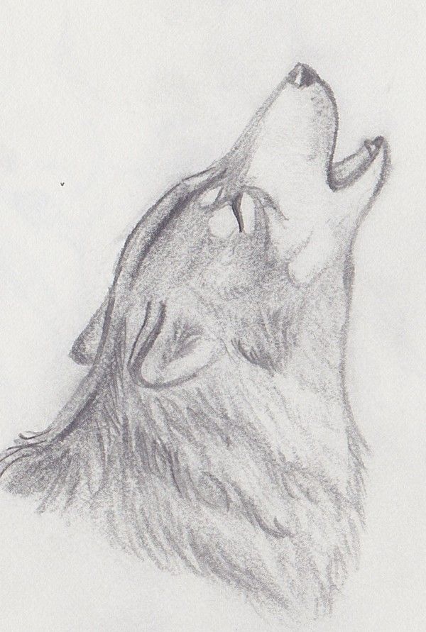 600x891 I Draw This Wolf But It Was Thrown Away When I Was Cleaning My - Wolf Howling At Moon Sketch