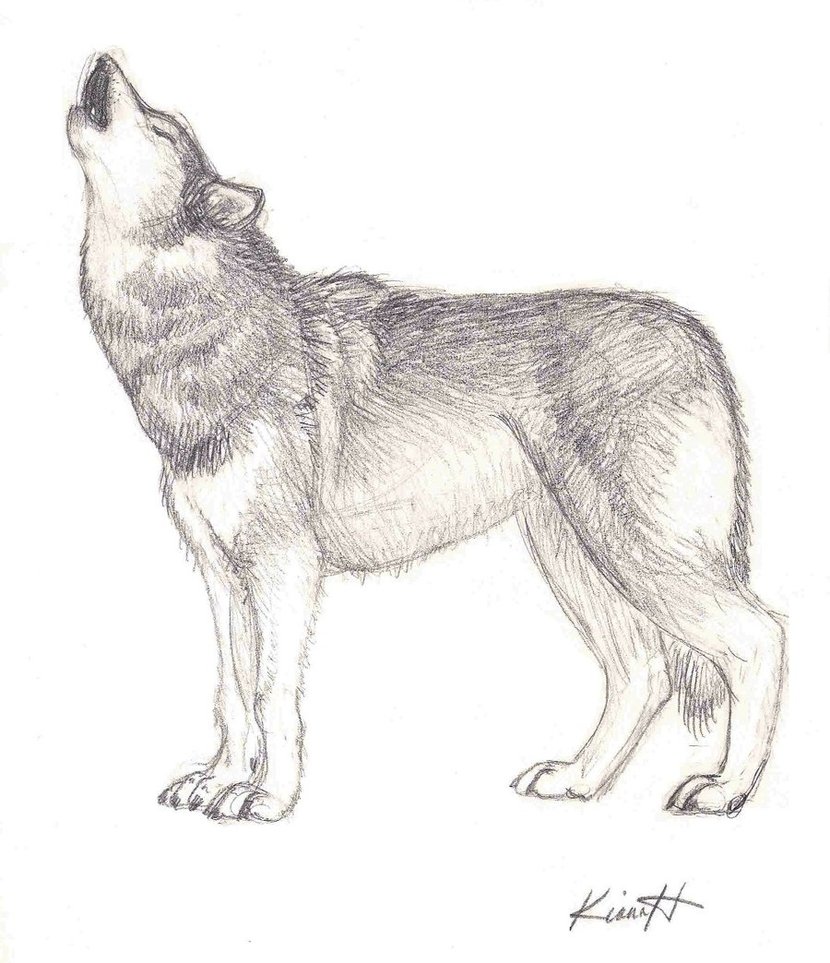 830x963 Wolf Howling Drawing Tumblr - Wolf Howling Sketch