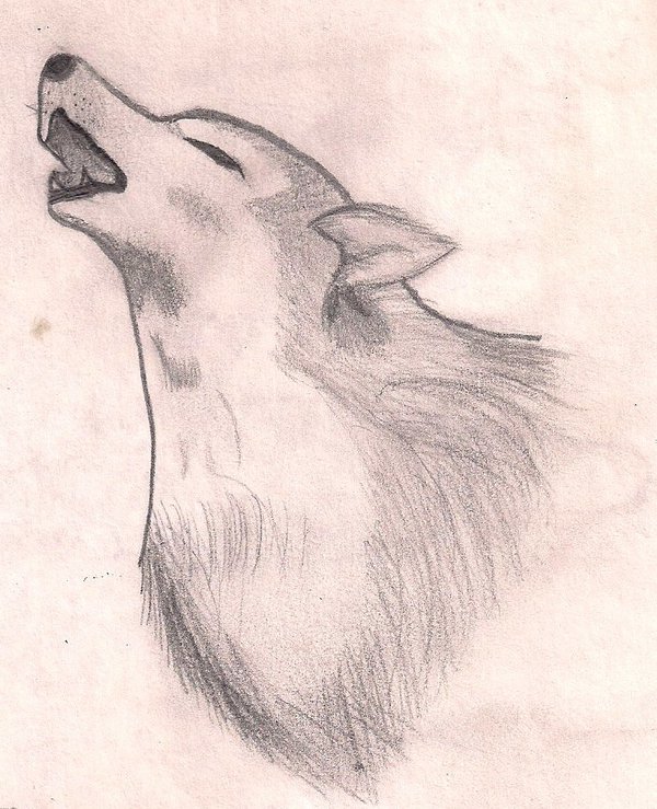 600x739 Wolf Howling Sketch By Randomradish7 - Wolf Howling Sketch