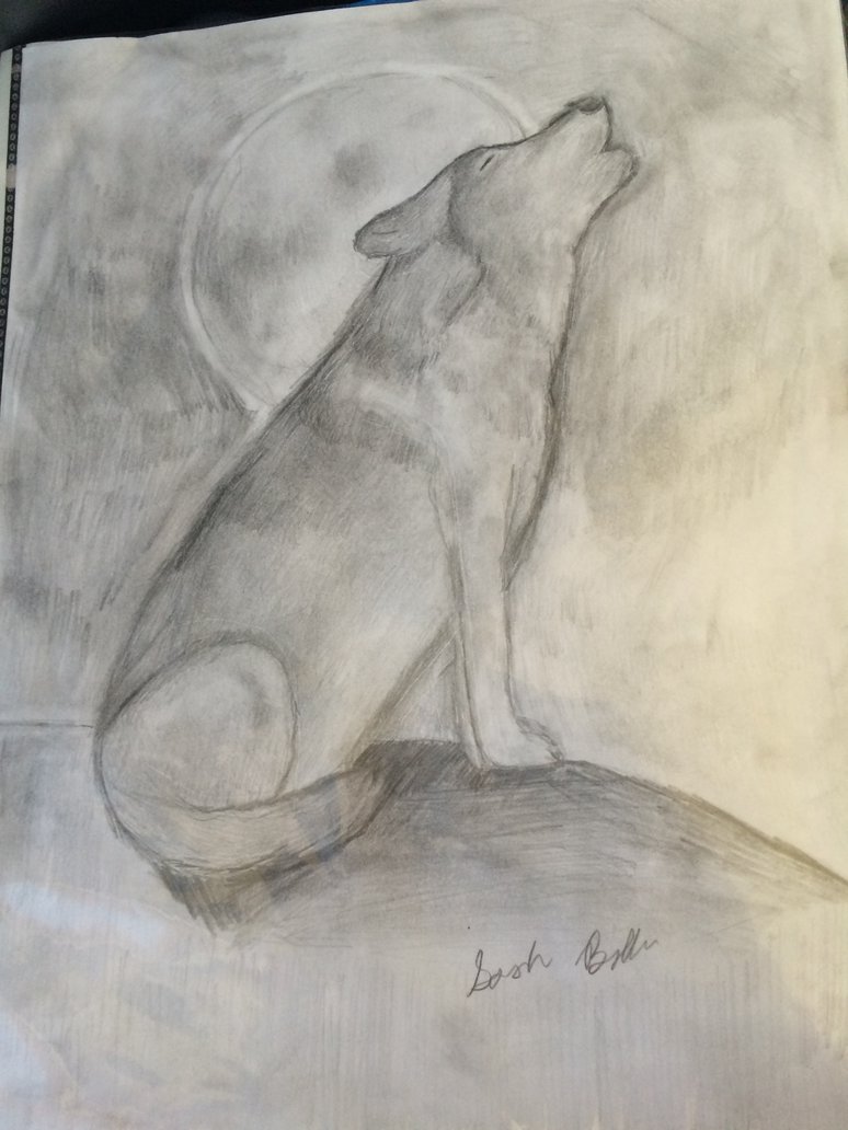 774x1032 Wolf Howling Drawing Sketch By Xxanimelover1985xx - Wolf Howling Sketch