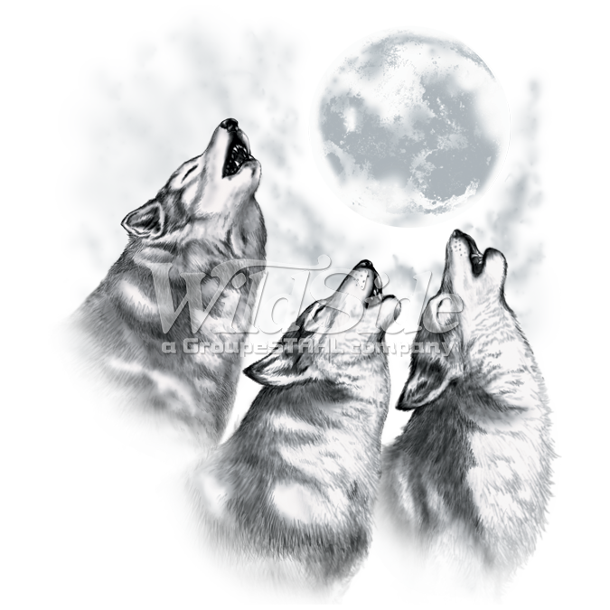 675x675 3 Wolves Howling At The Moon The Wild Side - Wolf Howling Sketch