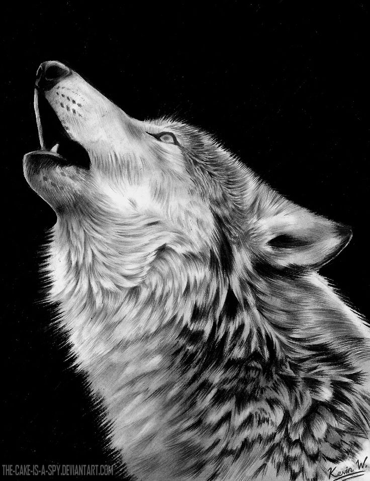 736x955 Drawn Howling Wolf Wild Wolf - Wolf Howling Sketch