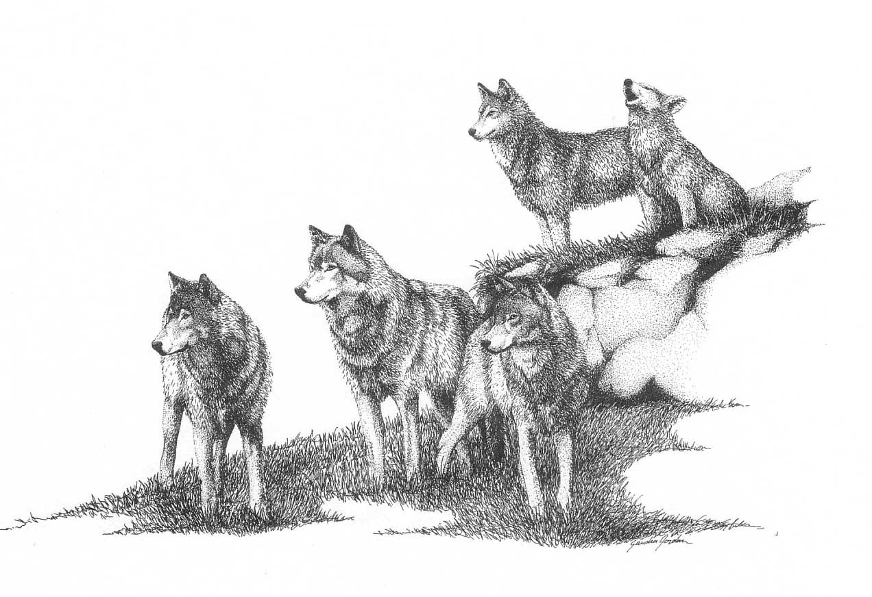 Wolf Pack Sketch at PaintingValley.com | Explore collection of Wolf ...