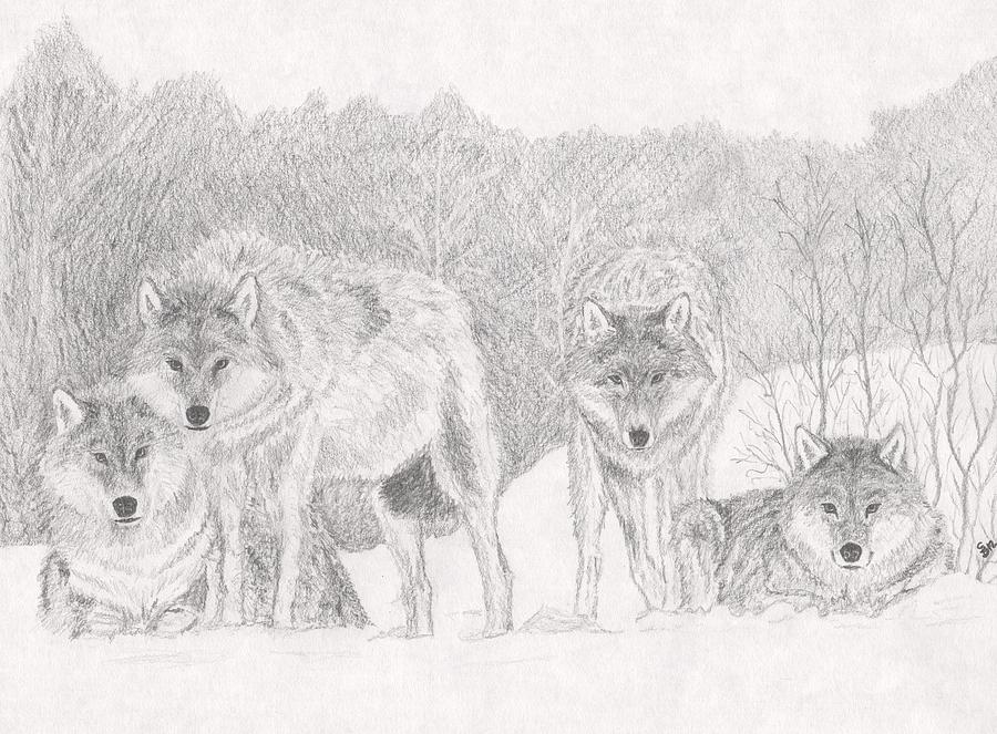 900x663 Wolf Pack Drawing By Stephen Brissette - Wolf Pack Sketch