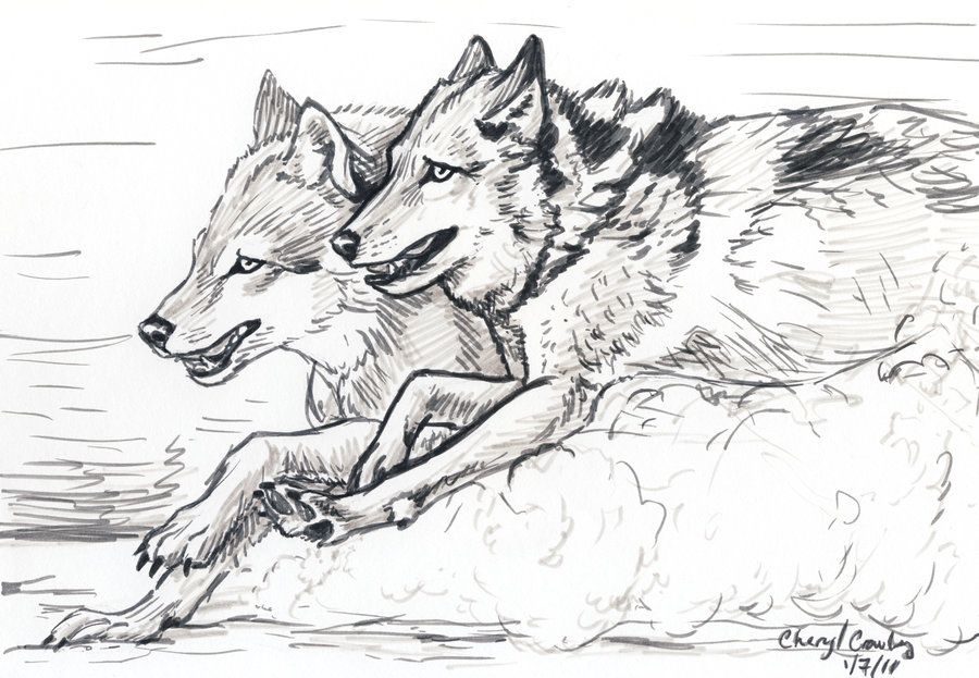 900x623 Wolves Running Sketch By Silvercrossfox How To Draw Wolves, , How - Wolf Pack Sketch