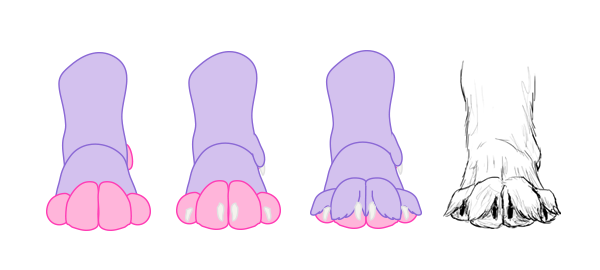 600x270 How To Draw Animals Dogs And Wolves, And Their Anatomy - Wolf Paw Sketch