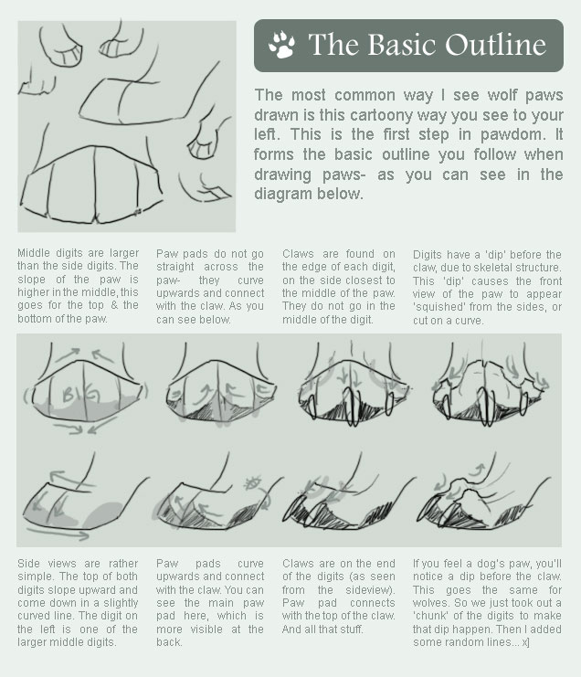 636x741 How To Draw Wolves - Wolf Paw Sketch