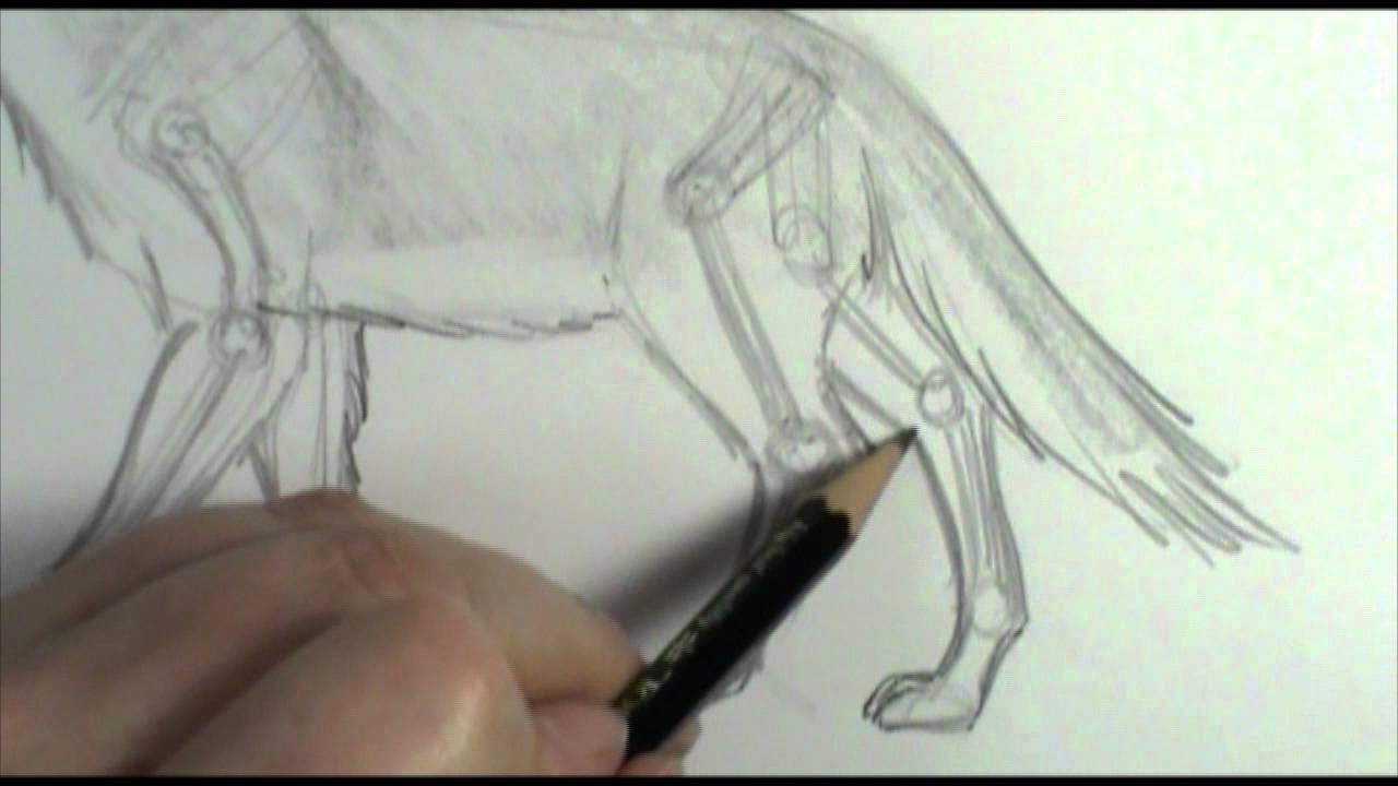 1280x720 How To Draw Dog Wolf Legs And Paws - Wolf Paw Sketch