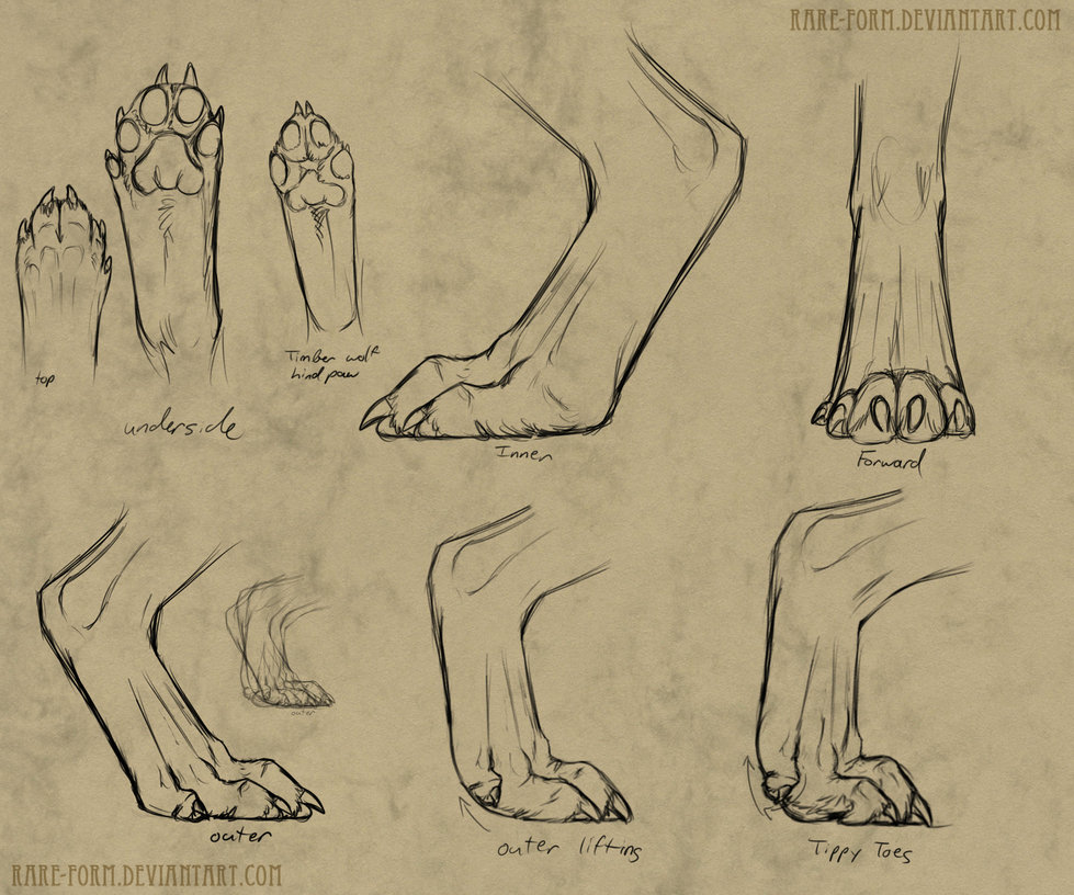 979x816 Werewolf Paw Reference By Teknicolortiger - Wolf Paw Sketch