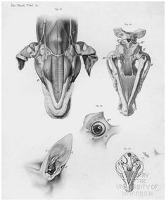 236x285 Wolf Paw Anatomy Fabulous Parts Of A Dog Anatomy Of - Wolf Paw Sketch