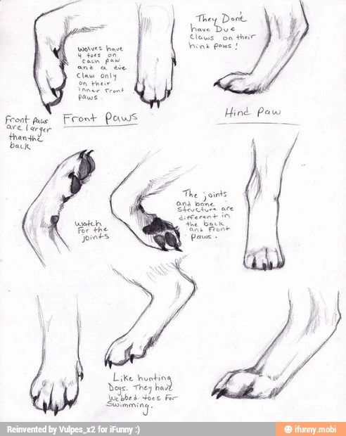 492x620 Dog, Wolf, Fox, Paw, Drawing Sketches Drawings - Wolf Paw Sketch