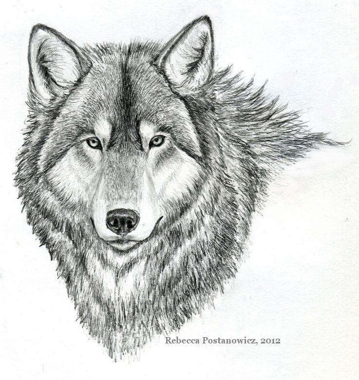 737x780 Easy Pencil Sketches Of Animals Wolf Pencil Drawing By - Wolf Pencil Sketch