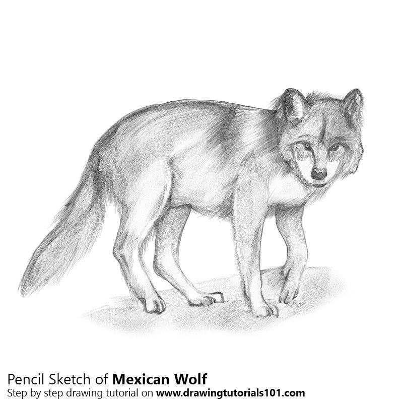 800x800 Mexican Wolf Pencil Drawing - Wolf Pencil Sketch
