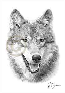 212x300 Wolf Pencil Drawing Artwork Print A3 A4 Sizes Signed By Uk - Wolf Pencil Sketch